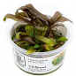 Preview: Lysimachia parvifolia ‘Red’ 1-2-Grow!